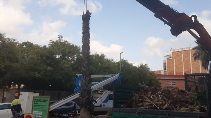Palmeres a la mitjana d'un carrer del Prat