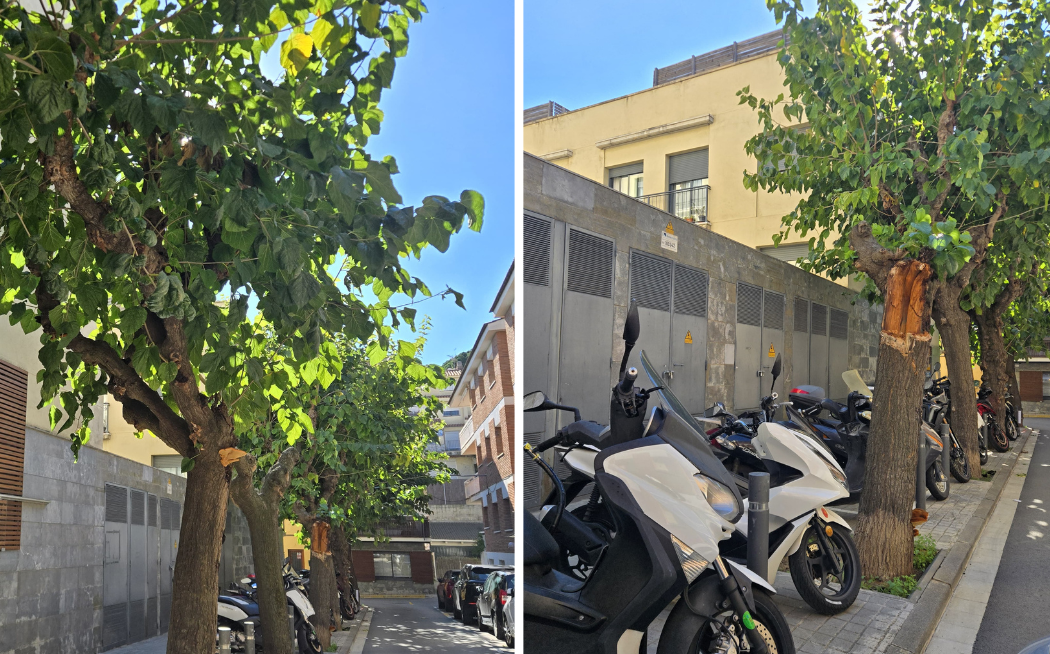 Imatge de l'Ajuntament de Sant Andreu de Llavaneres sobre la retirada de les moreres del carrer de l'Avall